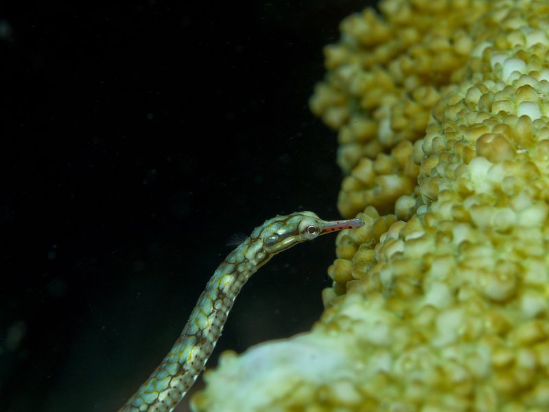 Pipefish, House Reef